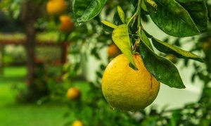 Lo que tal vez no sepas sobre la hermosa fruta amarilla el limón